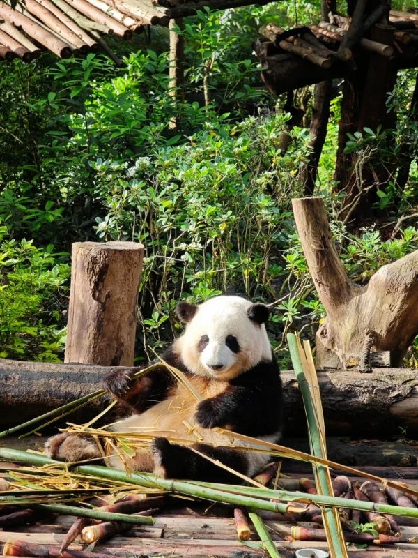 Giant Pandas of Chengdu