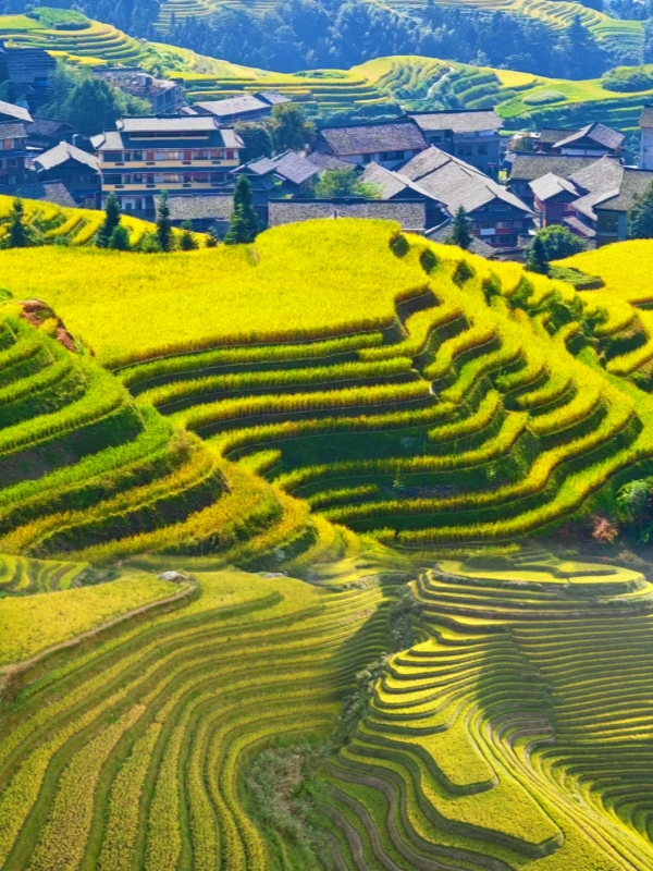 Guilin Longji Rice Terraces