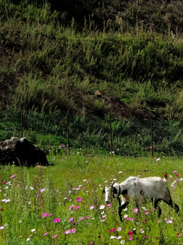 Summer Turns the Area Into a Quiet Grassland