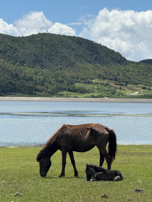 Horse Riding