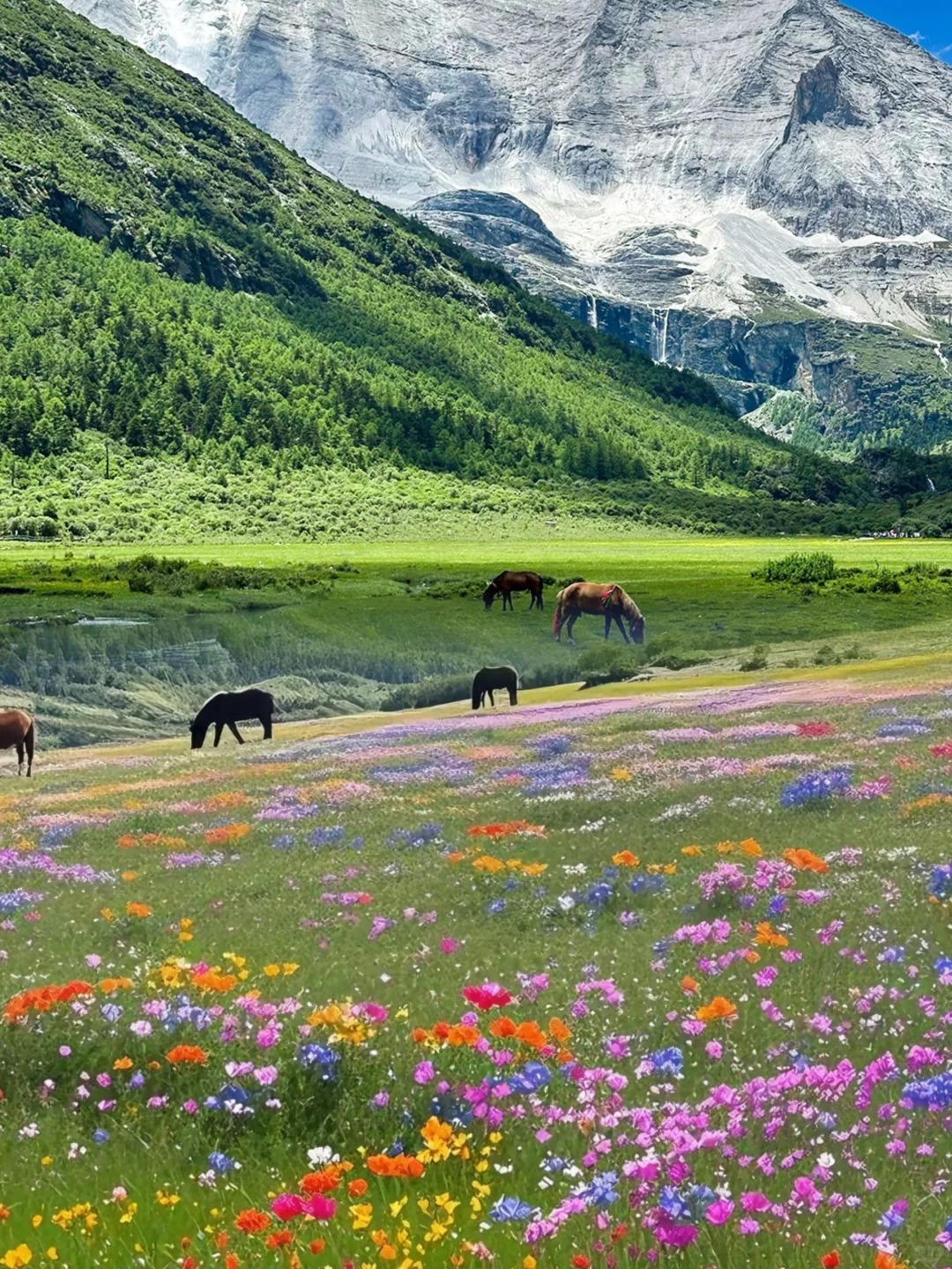 Flower in Daocheng Yading