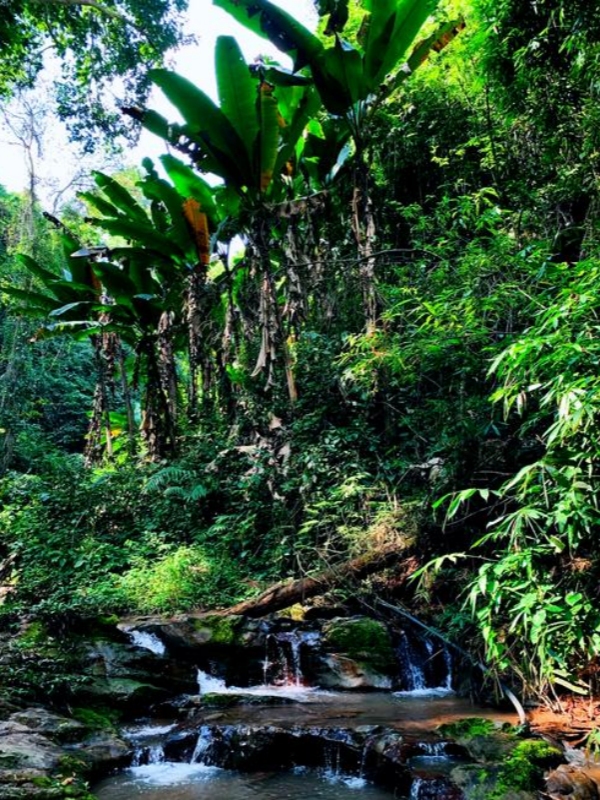 Jinuo Mountain Rainforest