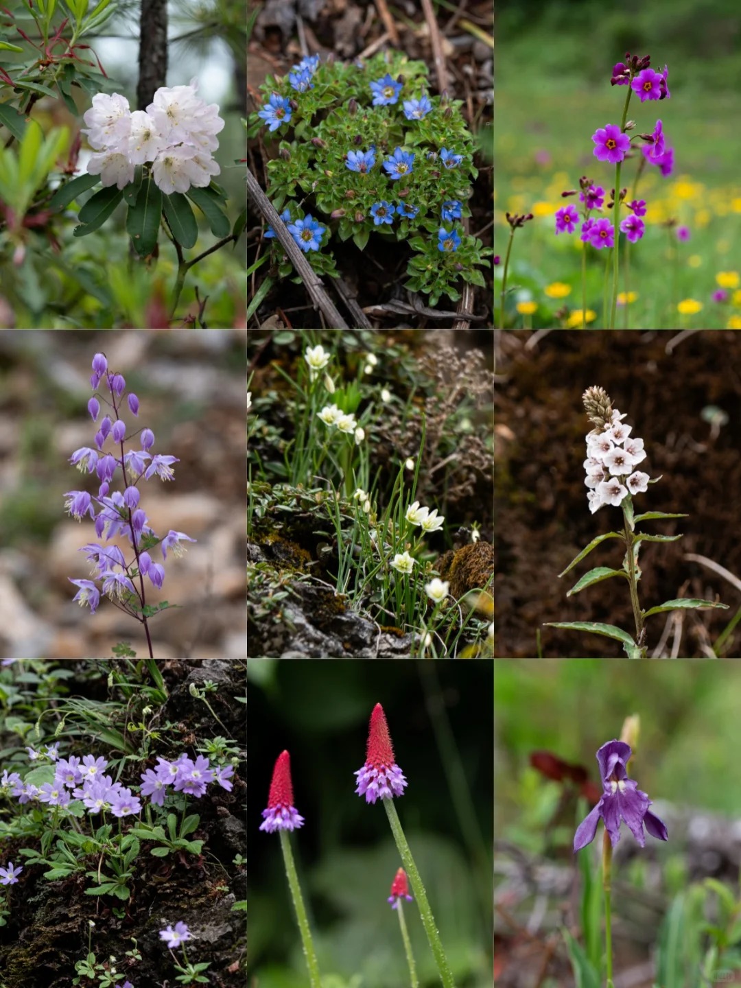 Various Flower in Wenhai