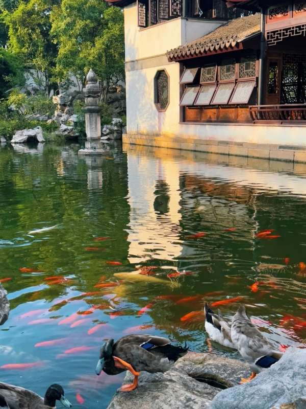 Tongli’s Pearl Tower Koi Pond