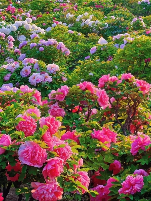 See Peonies at Heze Peony Festival