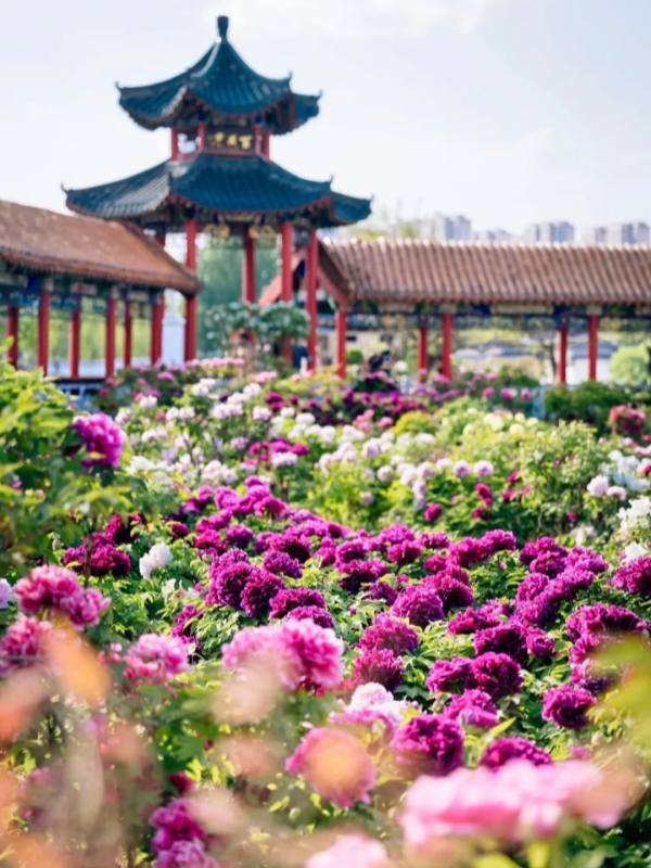 See Peonies at Heze Peony Festival (Shandong)