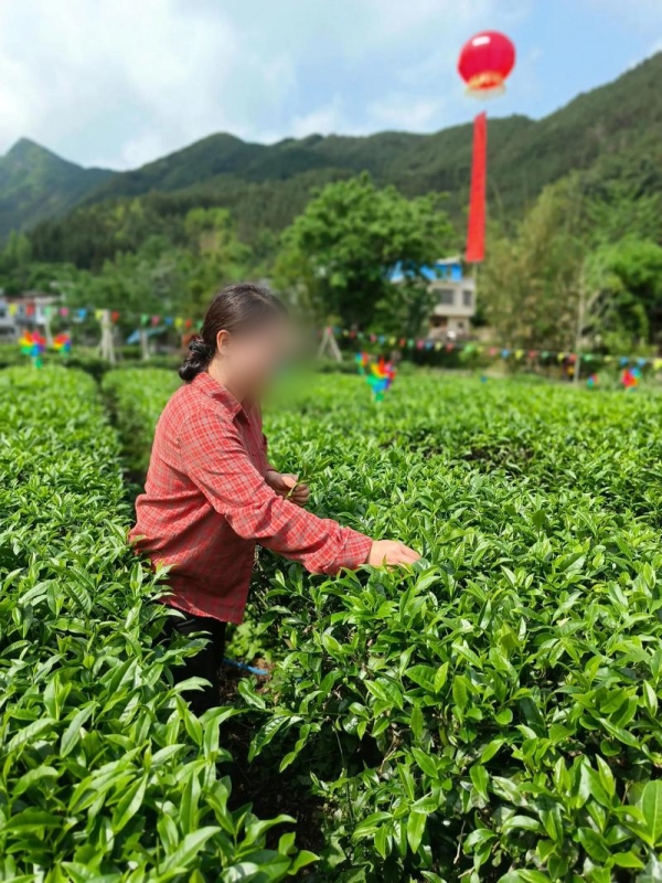 Pick Tea in the Rain