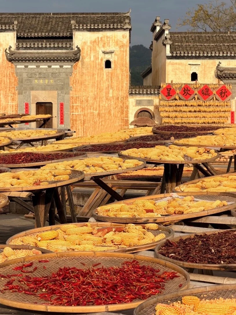 Seasonal “Shai Qiu” Harvest Drying Scenes
