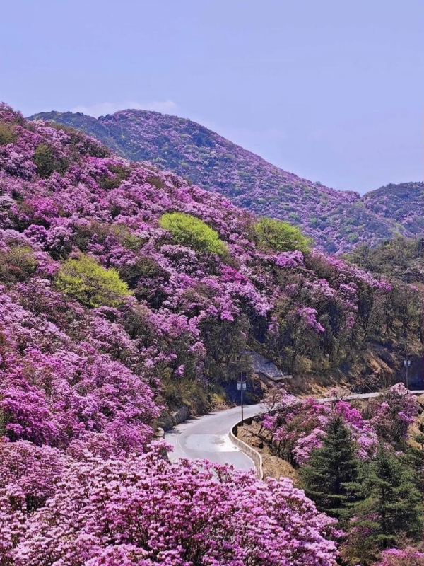Jiaozi Snow Mountain in Spring