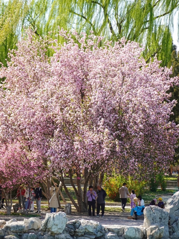 Spring at Heilongtan Pools