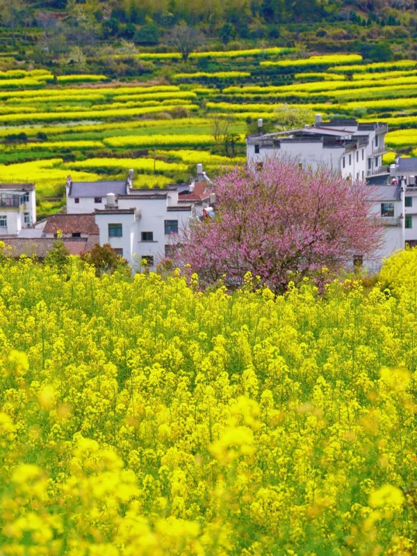 Spring Symphony in Jiangling Terraces