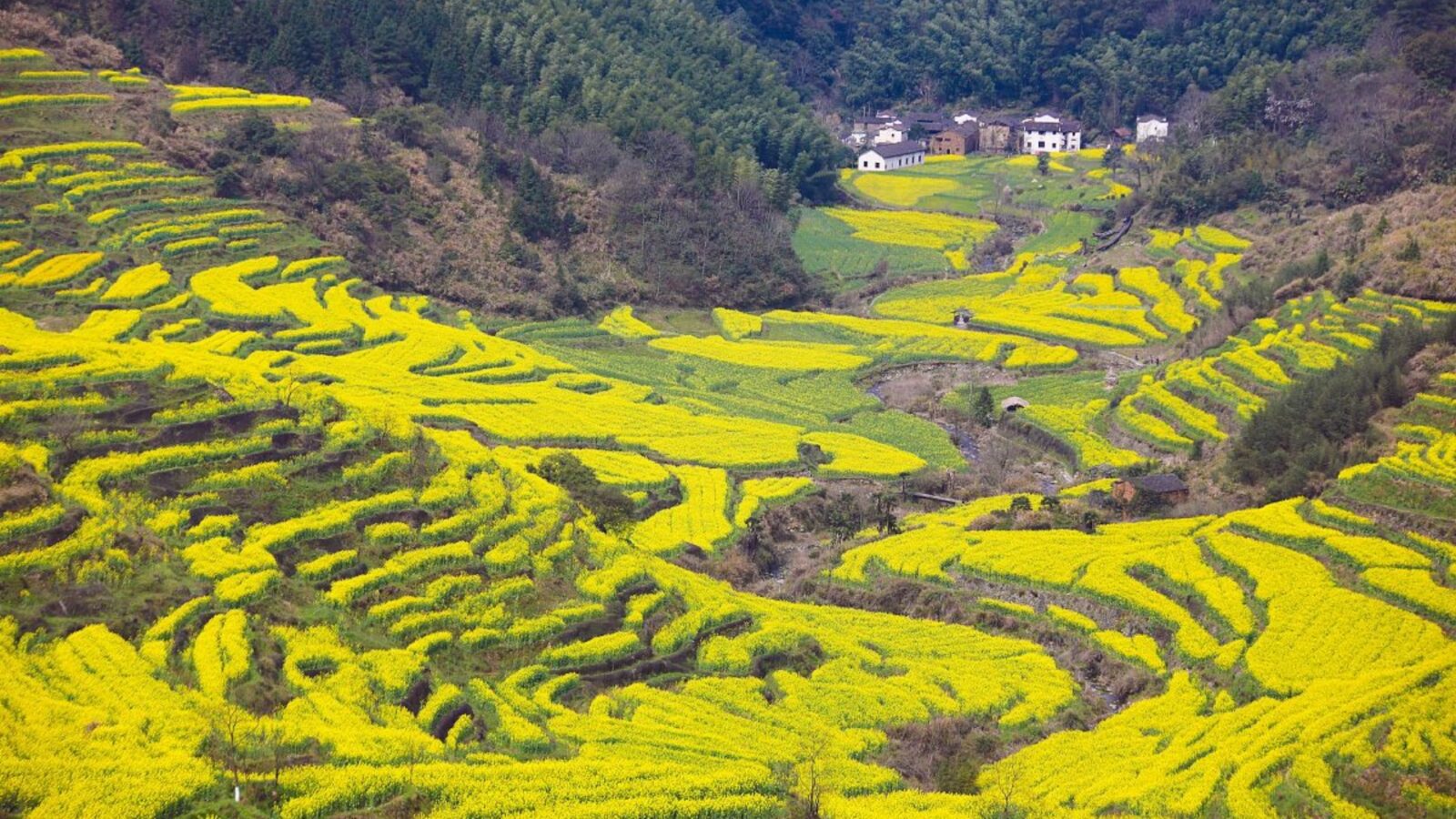 Jiangling Terraces at Sunrise
