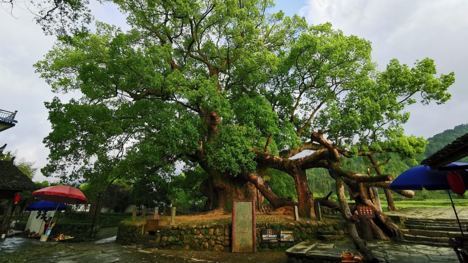 Yantian Ancient Camphor Tree