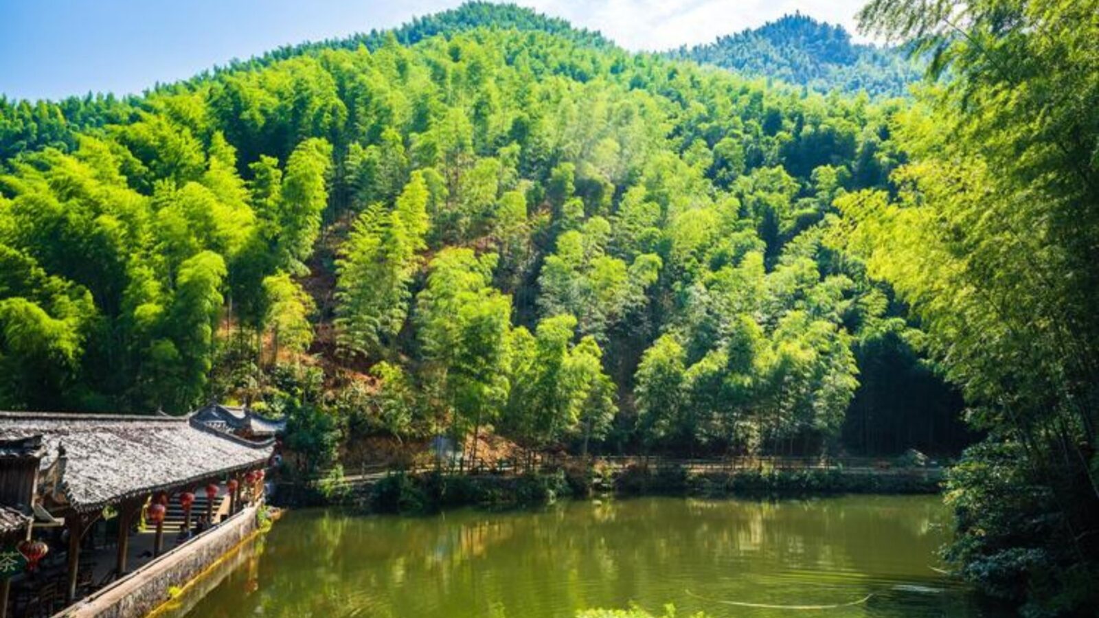 China Grand Bamboo Sea