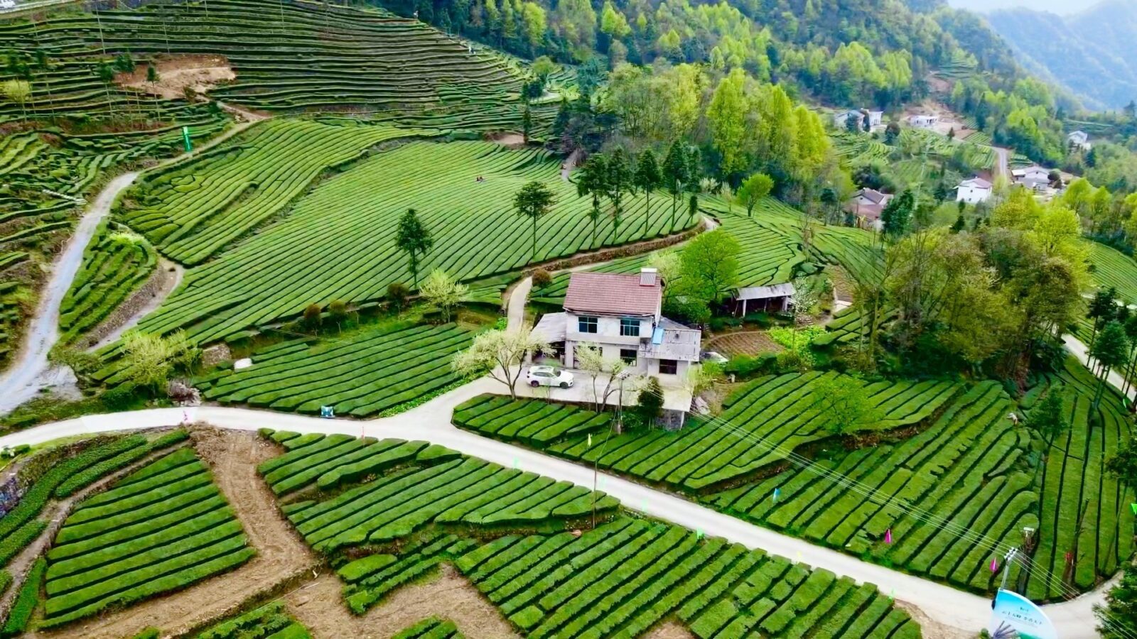 Qinggangling Tea Gardens