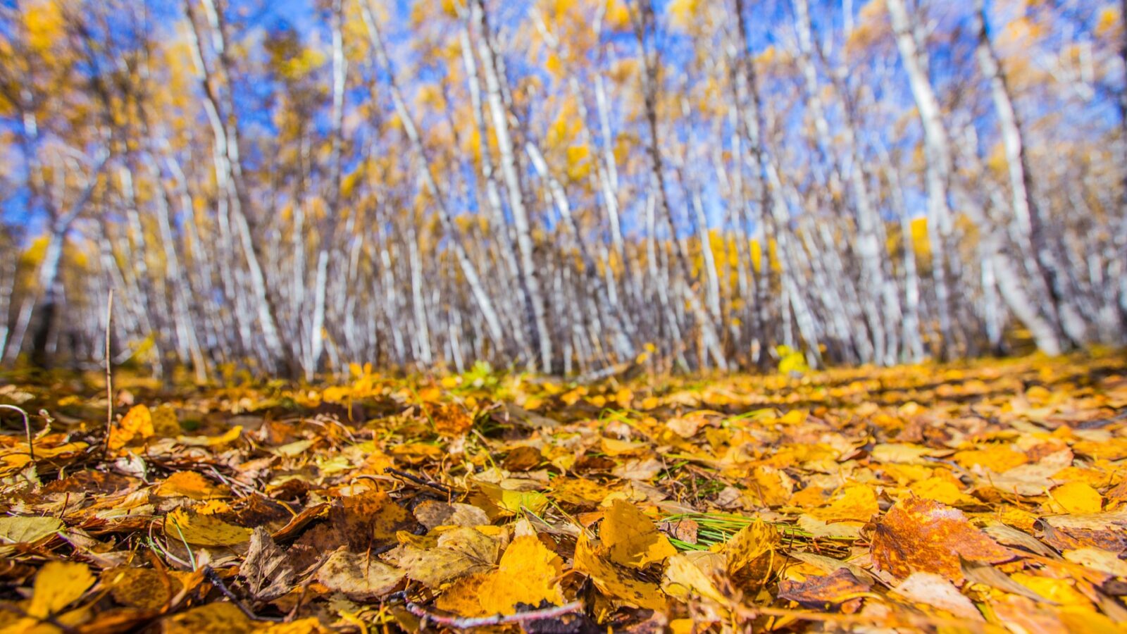 Birch Forests/china villages