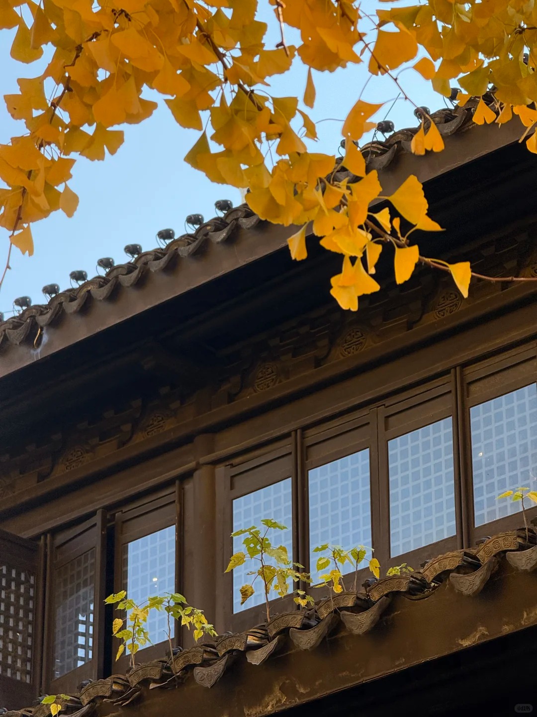 Autumn Ginkgo Trees