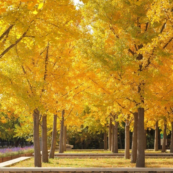 Autumn (秋 Qiū)