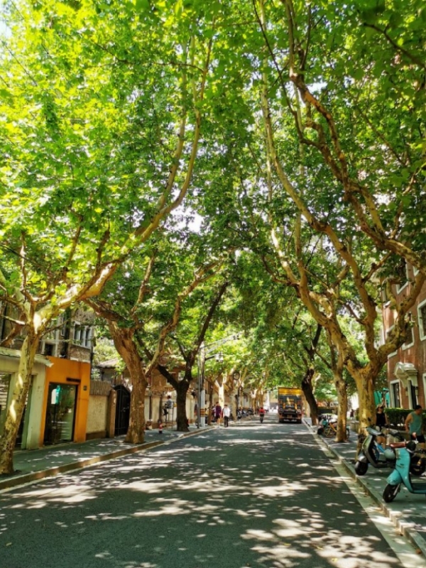 Anfu Road Green Boulevard