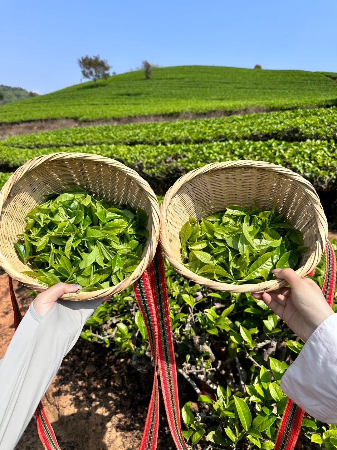 Hangzhou and Longjing Tea Villages