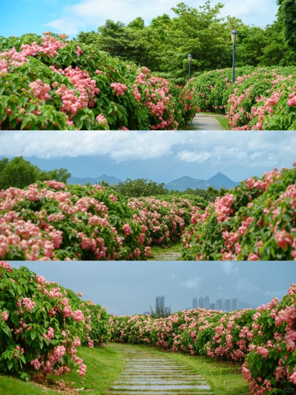 Lush Blooming Path at Shenzhen Talent Park