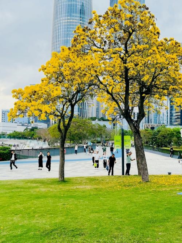 Urban Park Landscape with Blossoming Trees