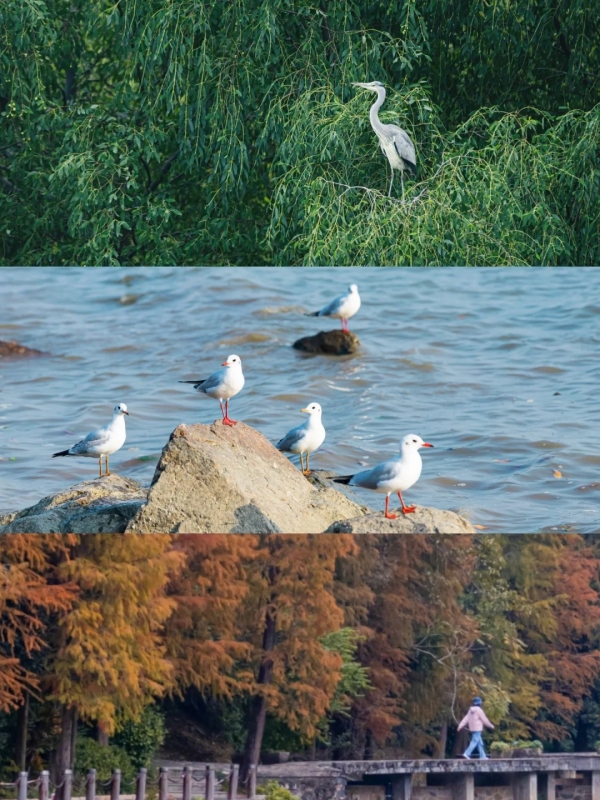 Wetland Bird Watching Trail Scenery