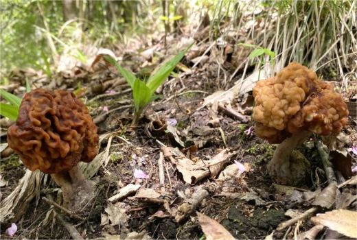 Wild fungi