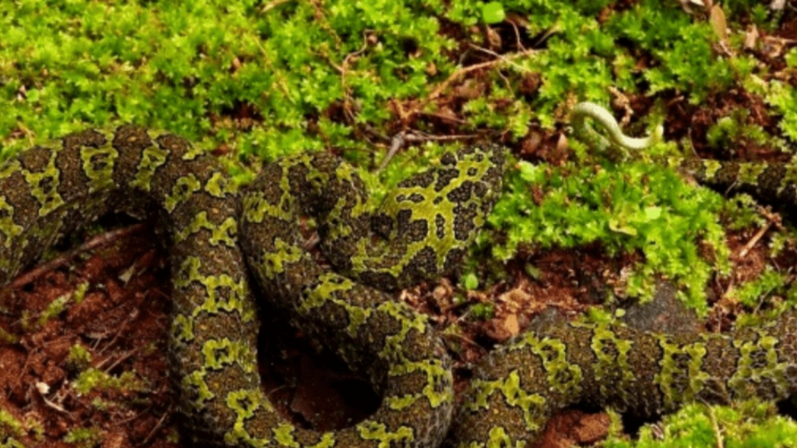 Mangshan Pit Viper