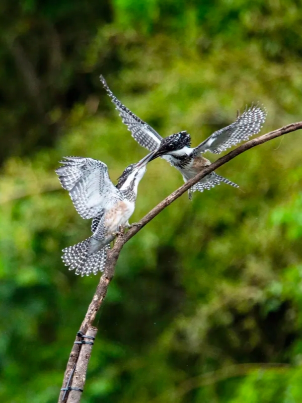 Wildlife in Pingshan