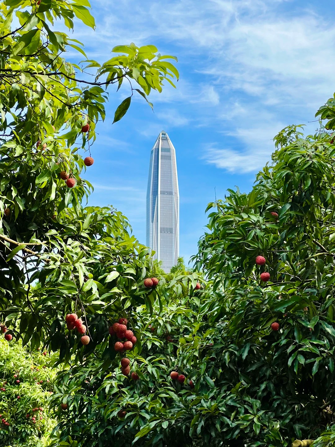 The 500 Lychee Trees and the Red Cloud Season