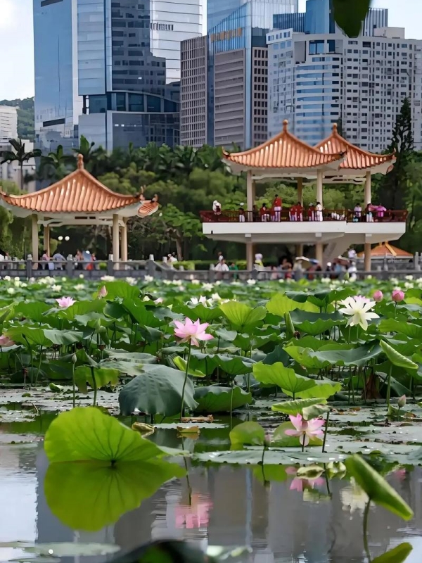 Honghu Park Lotus Pond, Luohu