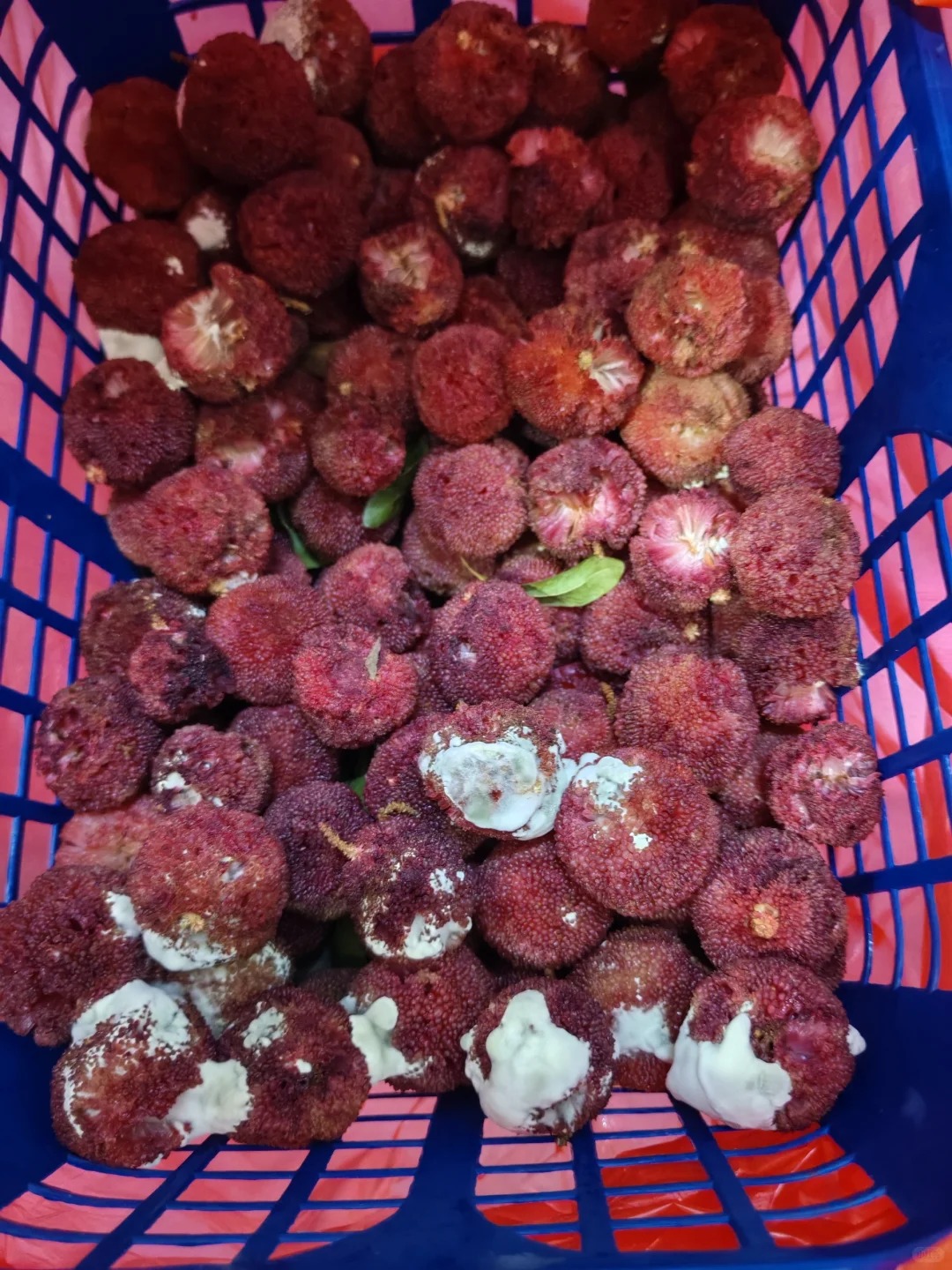 Why You Can't Buy Fresh Yangmei Outside China