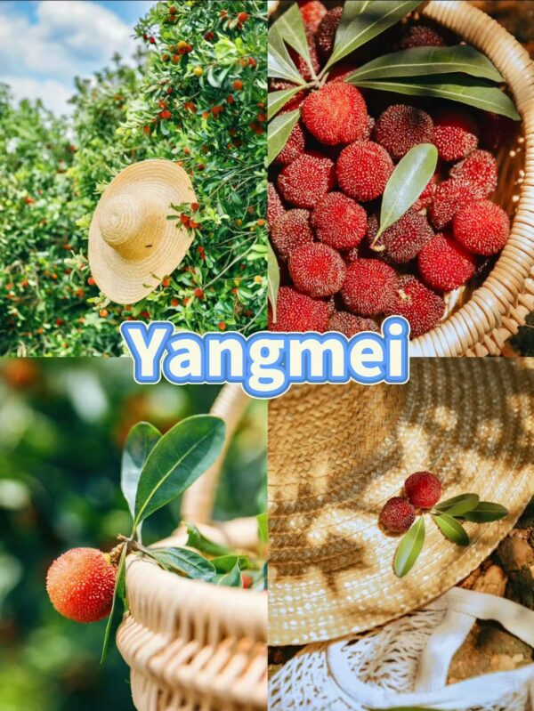 Yangmei: The Complete Guide to China's Favorite Summer Fruit - Travel ...