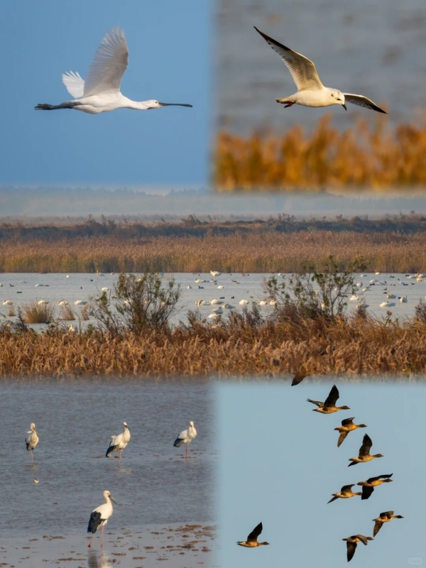 Dongtan Wetland Park