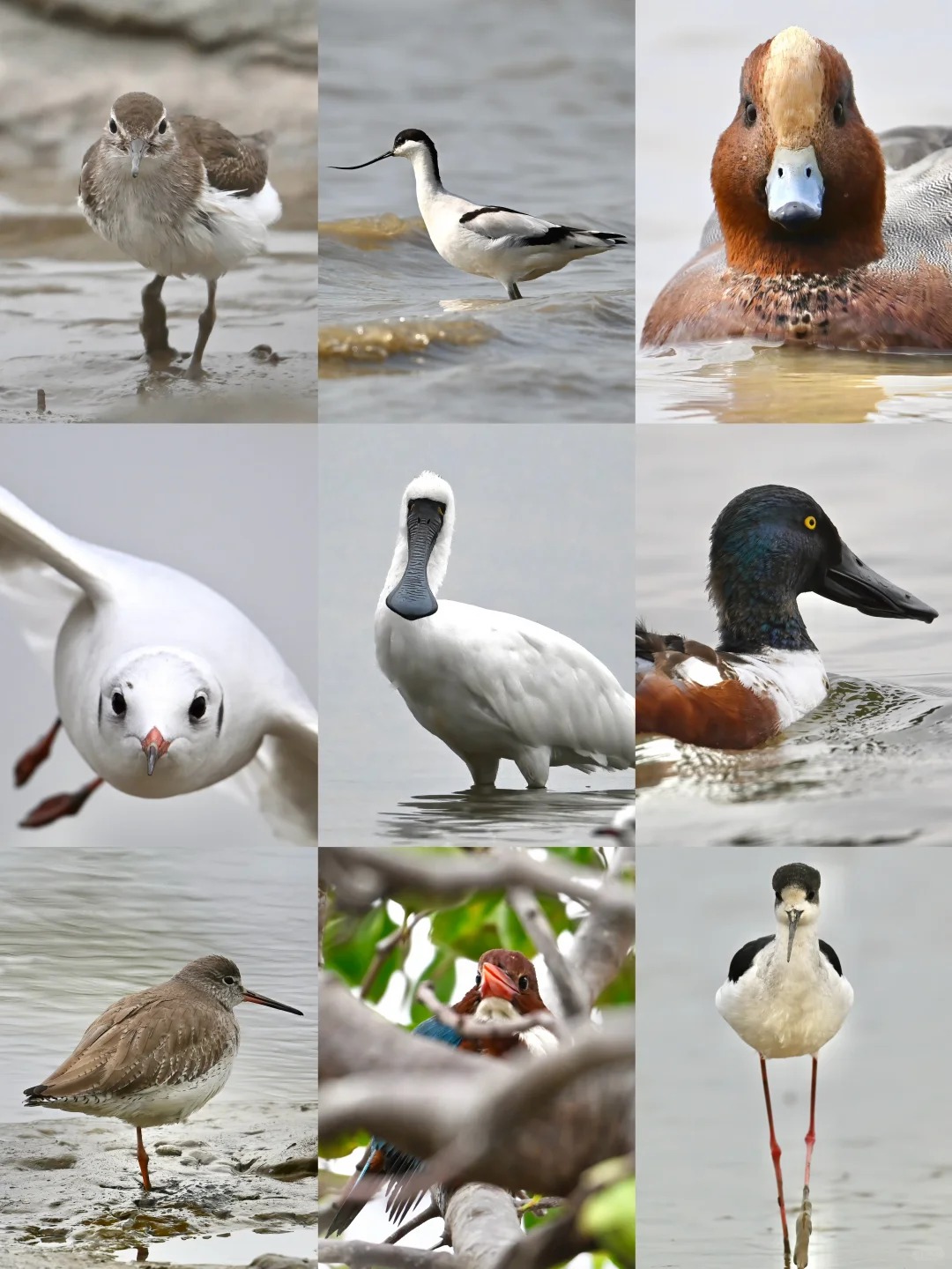 Key Species