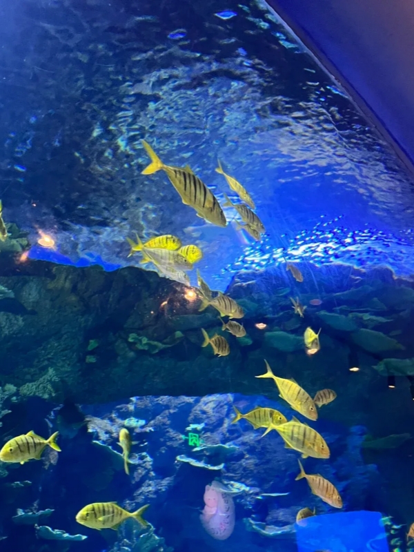 Ocean Dreamland