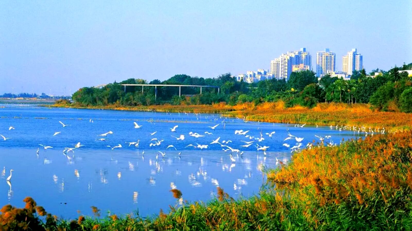 OCT Wetland Park Reservation View