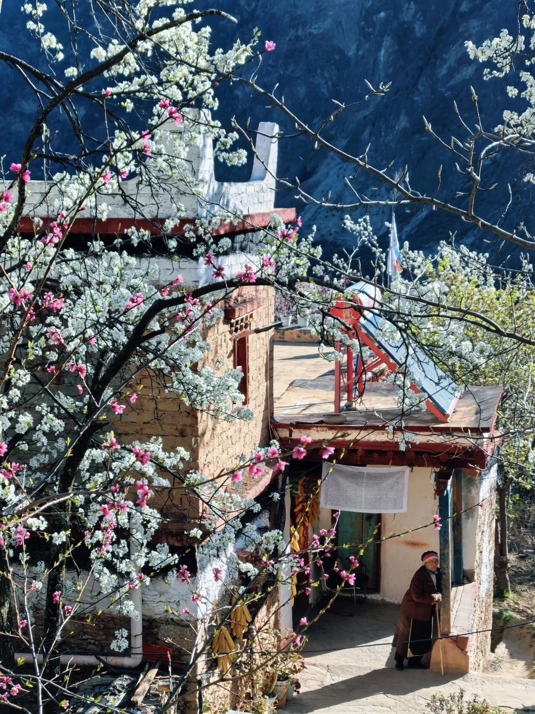 Spring Pear Blossoms