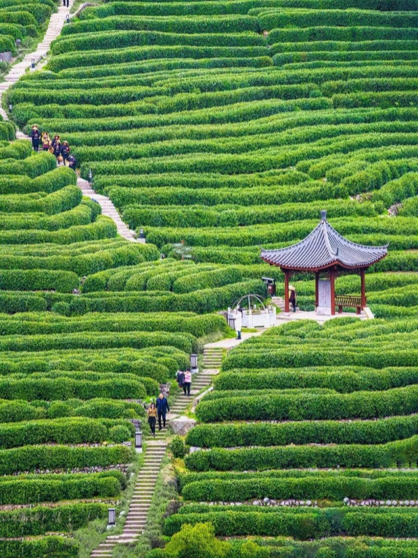 Longjing Tea Village