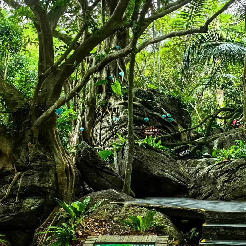 Yanoda Rainforest