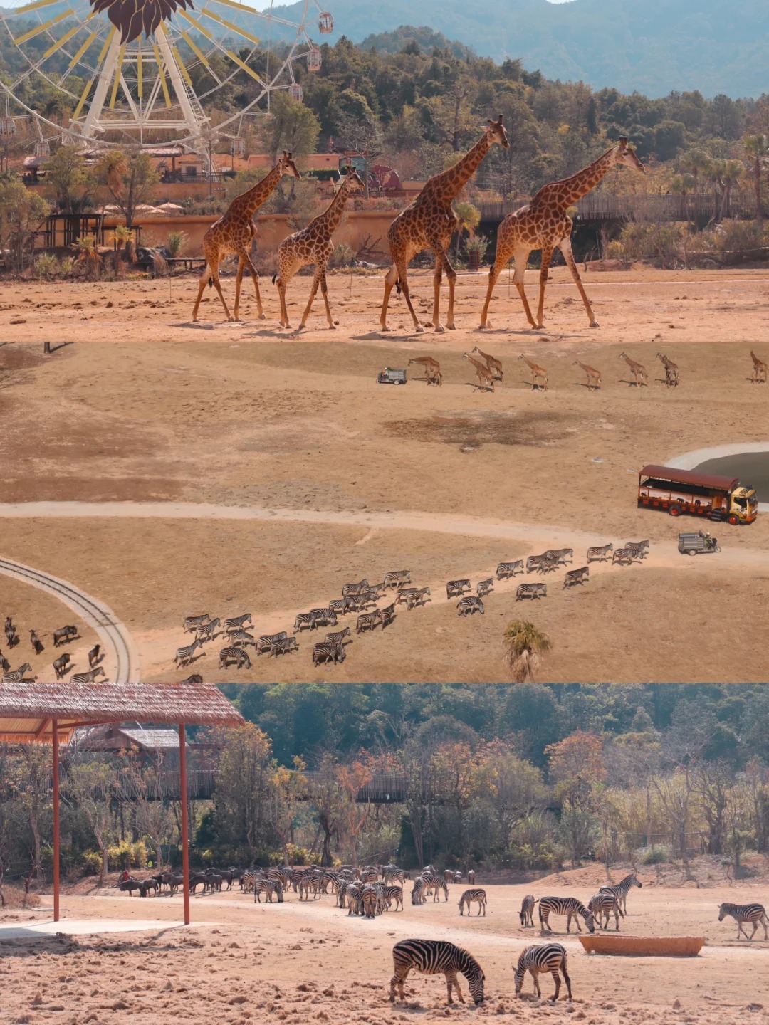 African Savannah