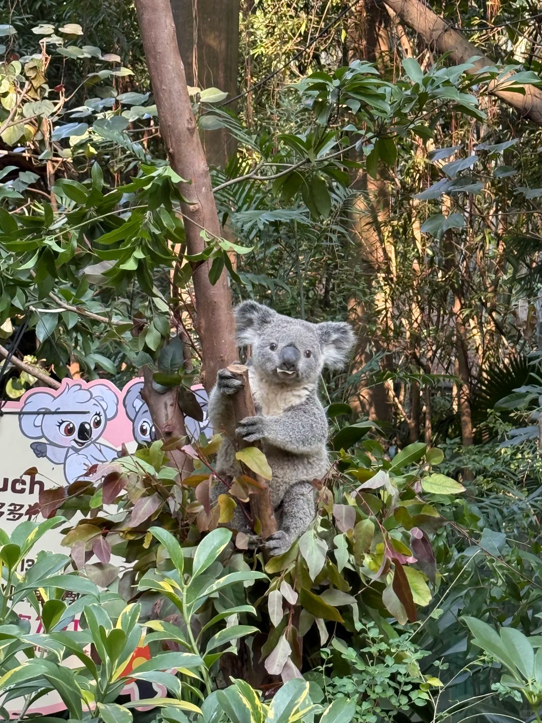 Koala and Australia Zone