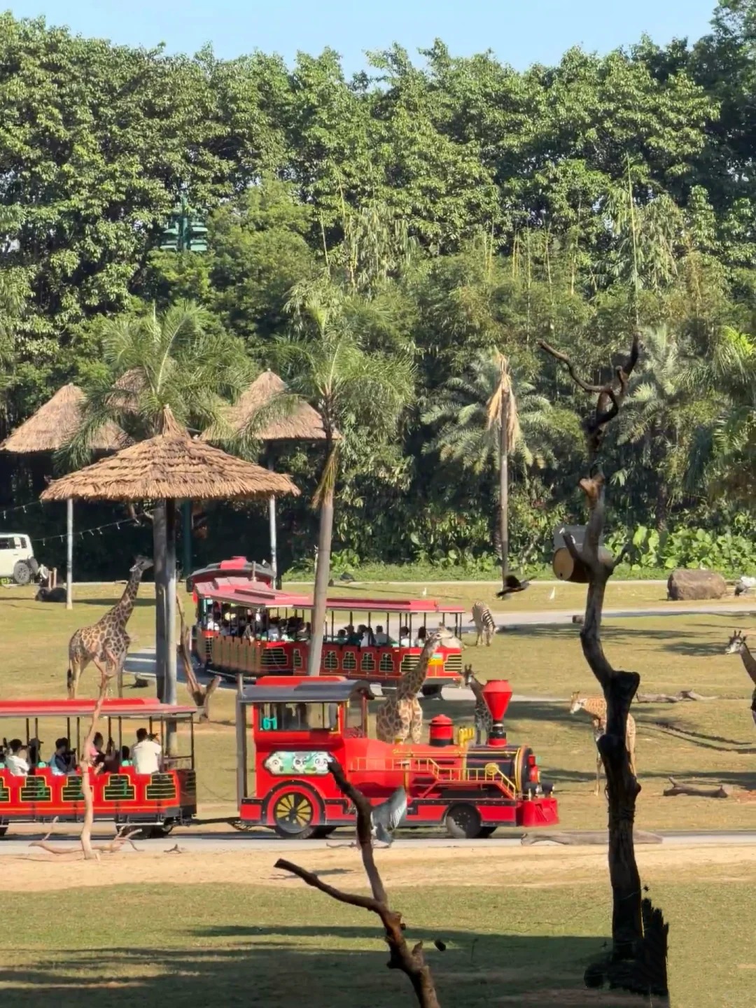 Safari Train Area