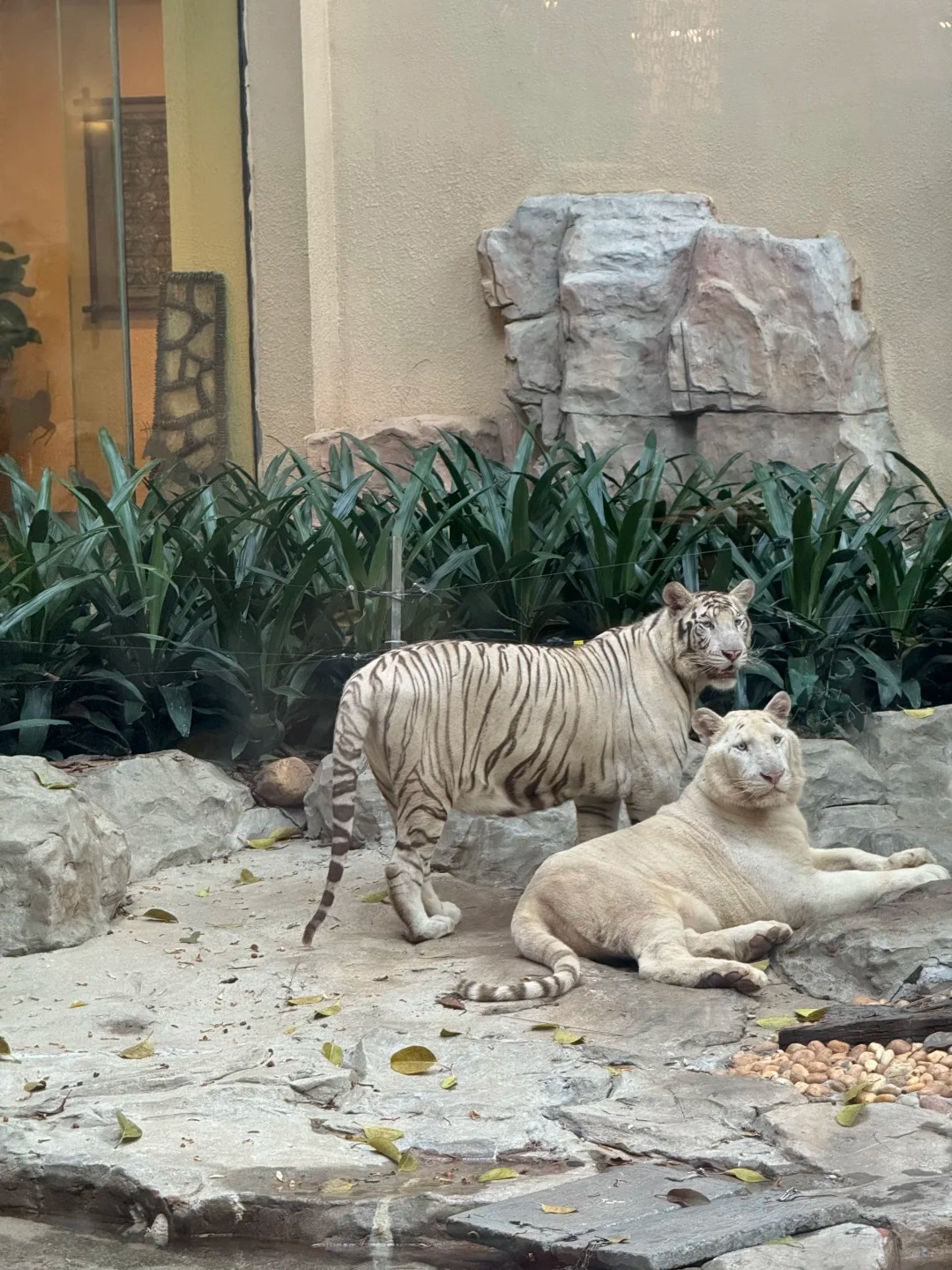 White Tiger and Big Cat Area