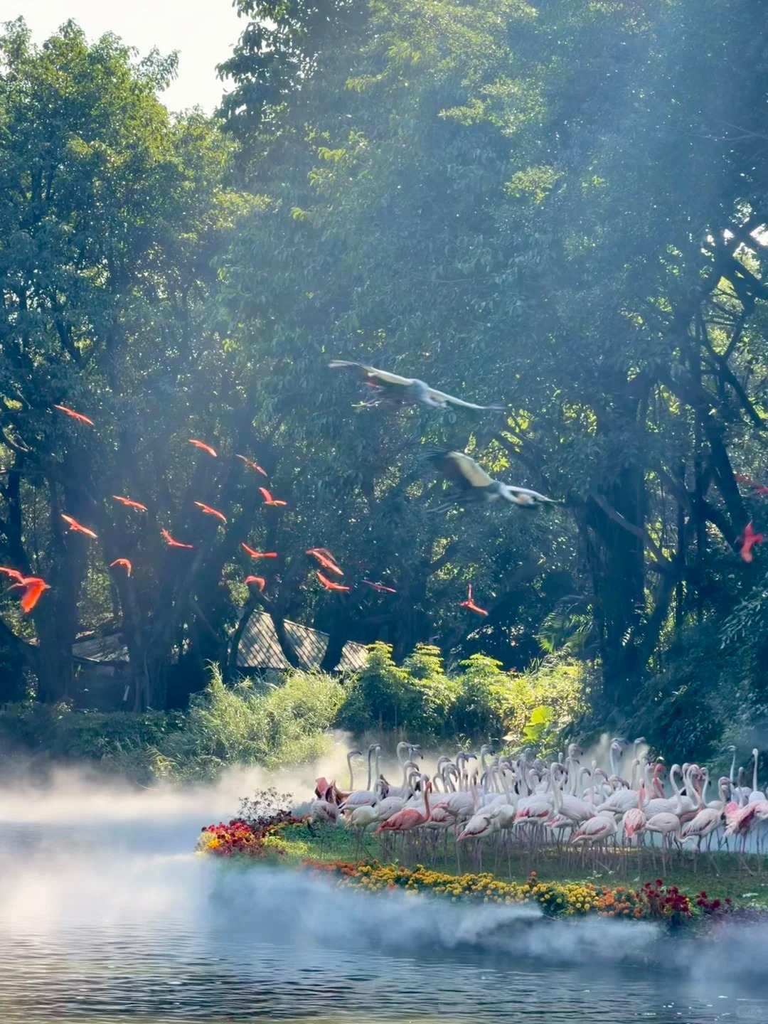 Bird Free Flight Show
