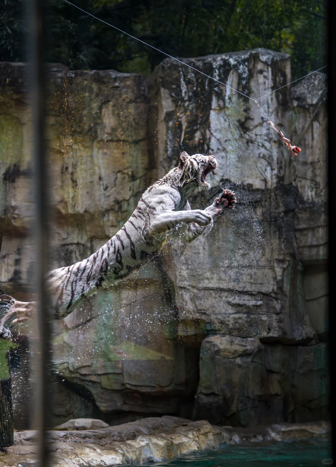 White Tiger and Big Cat Feeding Session