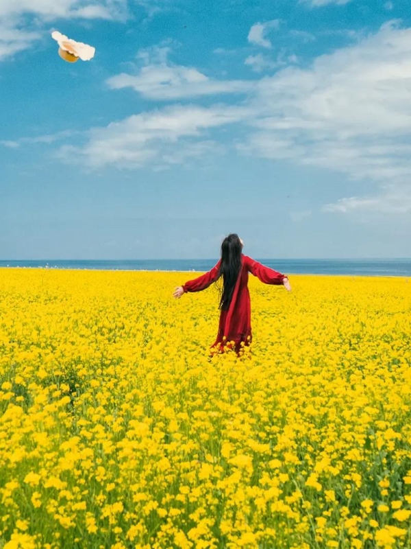 Rapeseed Fields