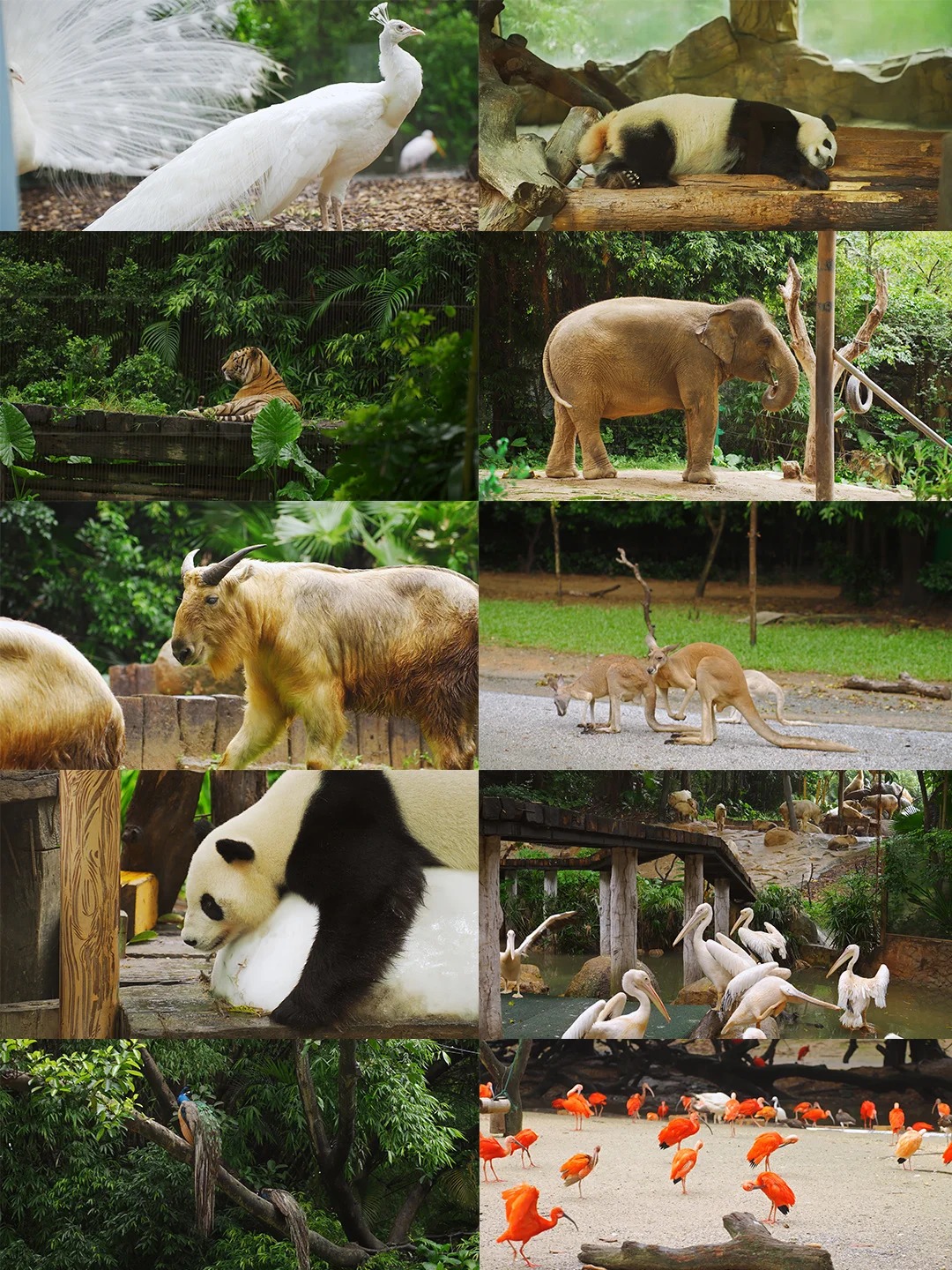 Animals in the Park