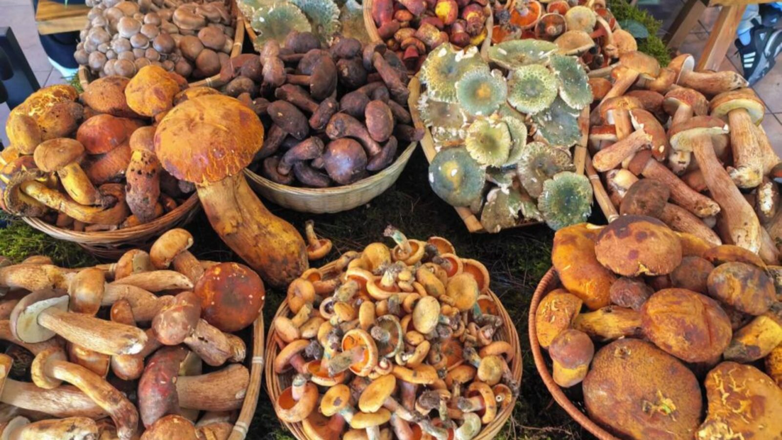 Wild Mushrooms